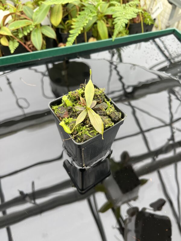 Wide Angle of Nepenthes bellii | Florae Collaborative | FC-139.IC | 20607