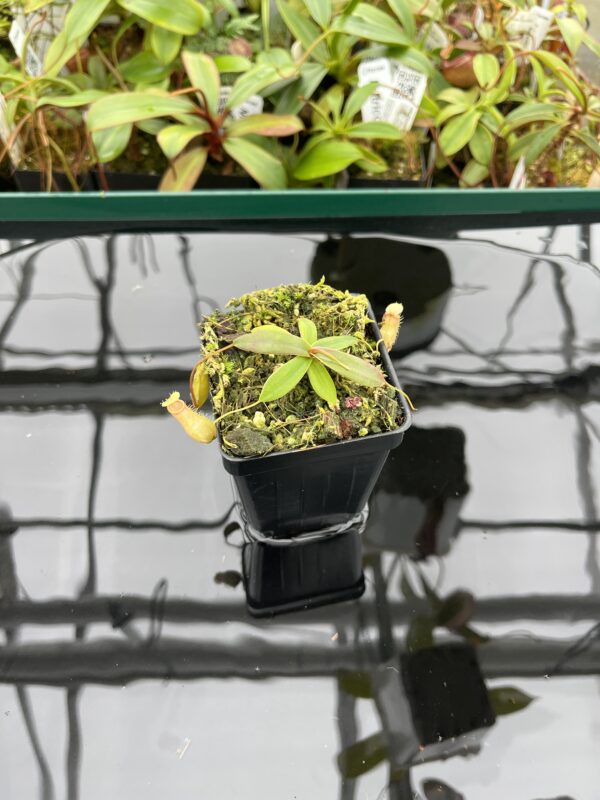 Wide Angle of Nepenthes bellii {Mindanao, Philippines} | Best Carnivorous Plants | BCP-1713 | 20373