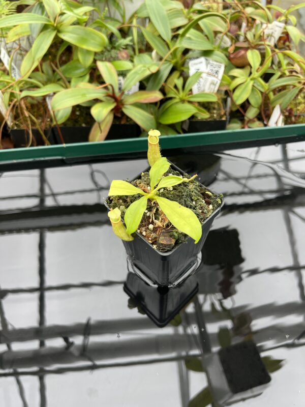 Wide Angle of Nepenthes bicalcarata | Borneo Exotics | BE-3031 | 20380