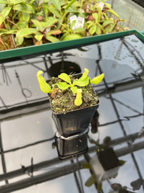 Wide Angle of Nepenthes bicalcarata | Borneo Exotics | BE-3031 | 20480