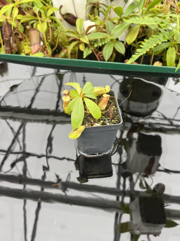 Wide Angle of Nepenthes bokorensis | Borneo Exotics | BE-4518 | 20618