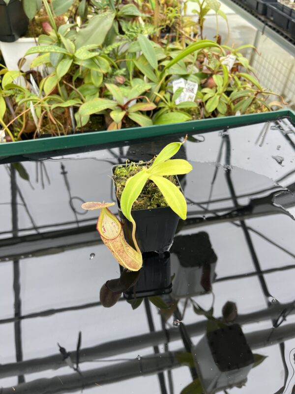 Wide Angle of Nepenthes bongso, possible hybrid | Florae Collaborative | 20525