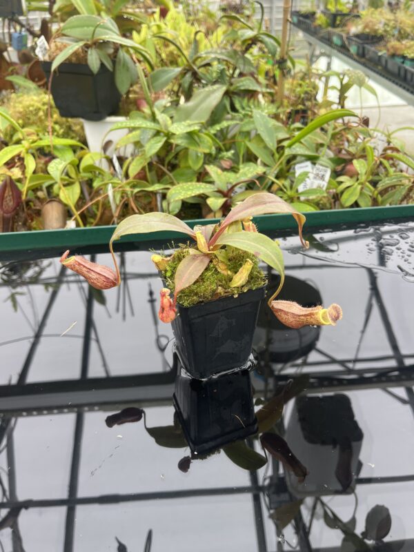 Wide Angle of Nepenthes boschiana | MKS | Florae | Assorted Clones | Florae Collaborative | FC-483 | 20494