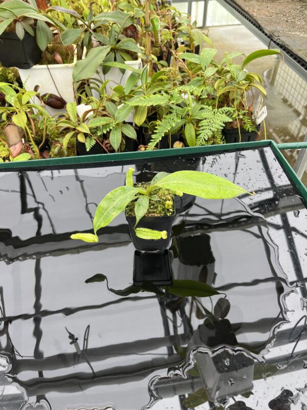 Wide Angle of Nepenthes boschiana | MKS | Florae | Assorted Clones | Florae Collaborative | FC-483 | 20637