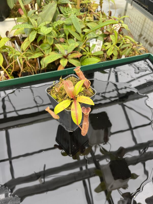 Wide Angle of Nepenthes boschiana | Malesiana Tropicals | MT-127 | 20561