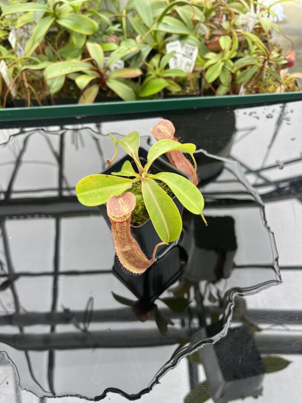 Wide Angle of Nepenthes boschiana x indah | Malesiana Tropicals | MT-NE-171 (502) | 20370