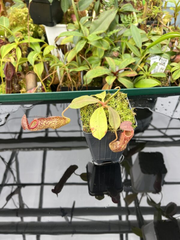 Wide Angle of Nepenthes boschiana x klossii | Borneo Exotics | BE-4530 | 20474