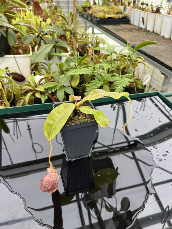 Wide Angle of Nepenthes boschiana x klossii | Borneo Exotics | BE-4530 | 20635