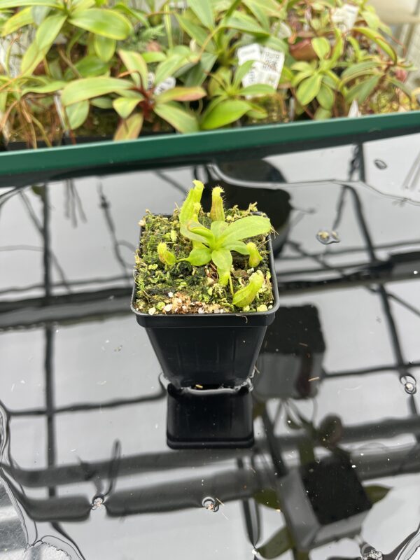 Wide Angle of Nepenthes boschiana x villosa | JH | Florae | Florae Collaborative | FC-366.09 | 20395