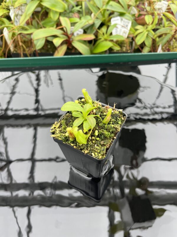 Wide Angle of Nepenthes boschiana x villosa | JH | Florae | Florae Collaborative | FC-366.09 | 20395