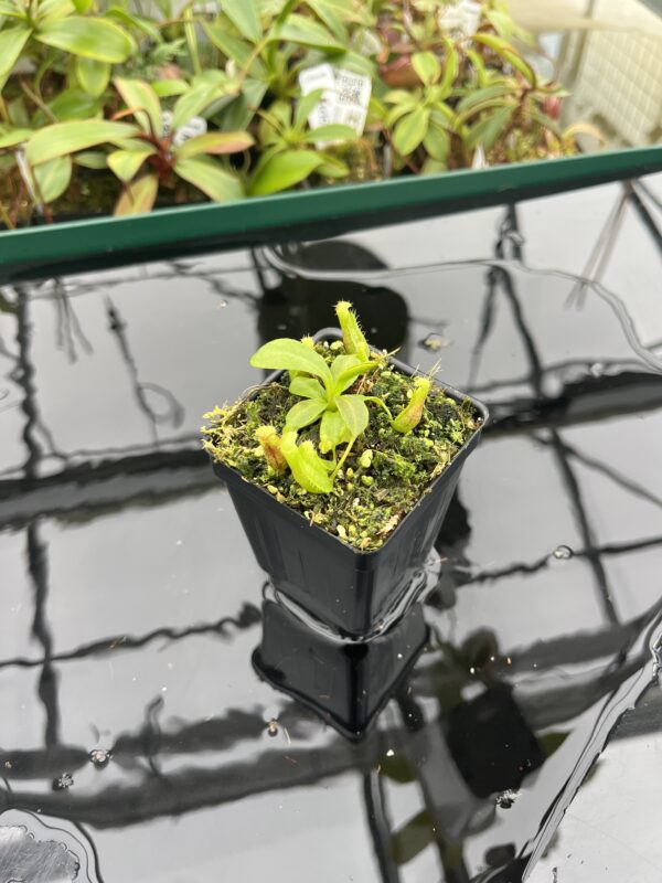 Wide Angle of Nepenthes boschiana x villosa | JH | Florae | Florae Collaborative | FC-366.09 | 20395