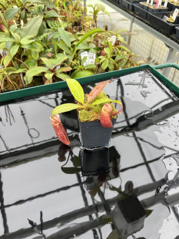 Wide Angle of Nepenthes burbidgeae x mira | Borneo Exotics | BE-3999 | 20517