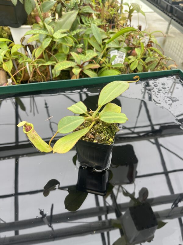 Wide Angle of Nepenthes burbidgeae x (veitchii x lowii) | Borneo Exotics | BE-3993 | 20495