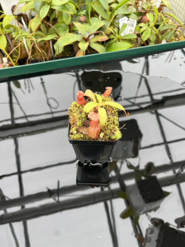 Wide Angle of Nepenthes burkei x (burbidgeae x edwardsiana) | Borneo Exotics | BE-4531 | 20515