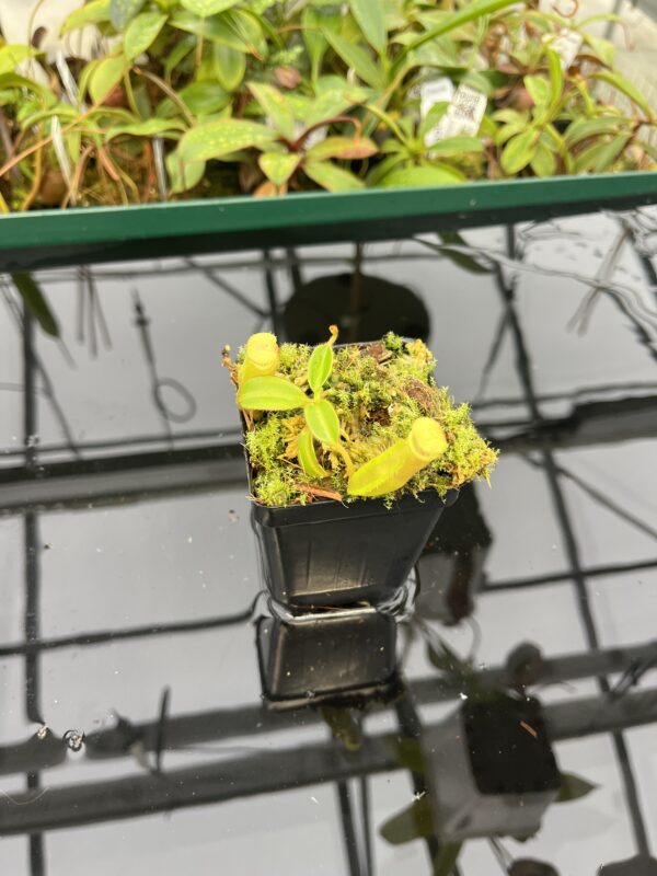 Wide Angle of Nepenthes chaniana x edwardsiana | individual seedling (ISC) | Andreas Wistuba | AW-2Nx_canXed.1 | 20550