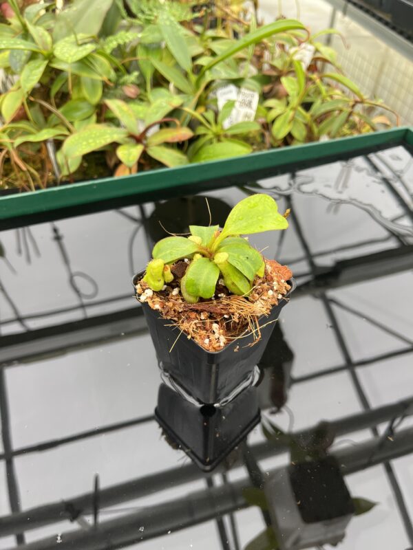 Wide Angle of Nepenthes clipeata | Florae | FC-265.02 | Florae Collaborative | FC-265.02 | 20538