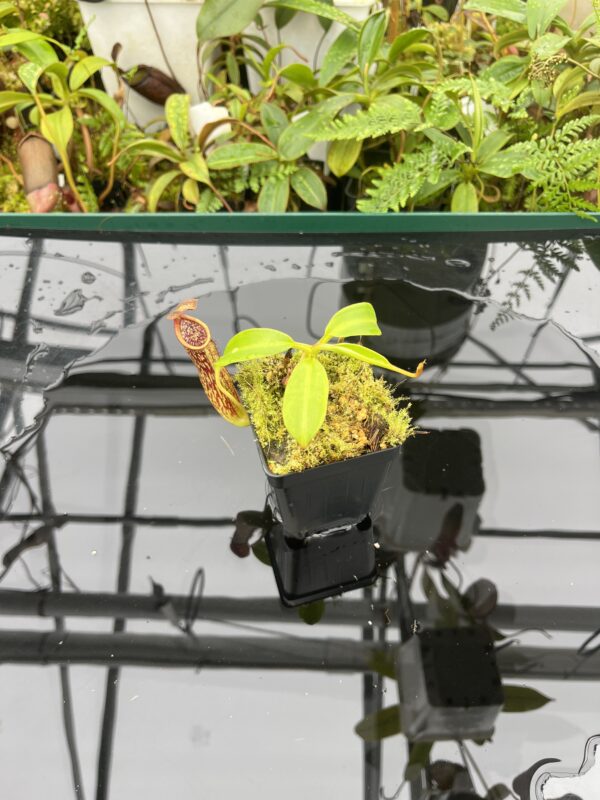 Wide Angle of Nepenthes copelandii | Borneo Exotics | BE-3046 | 20685