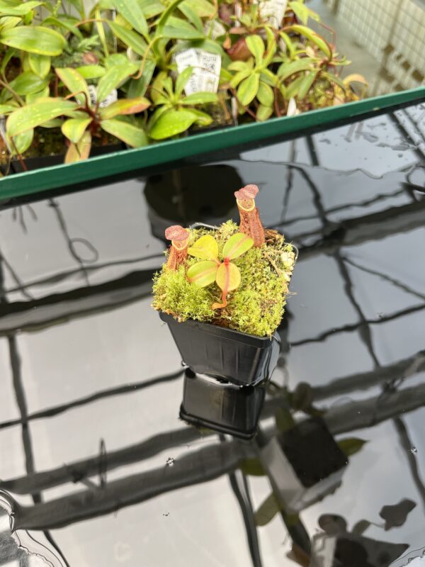 Wide Angle of Nepenthes dactylifera (formerly N. fusca) | Borneo Exotics | BE-3070 | 20413
