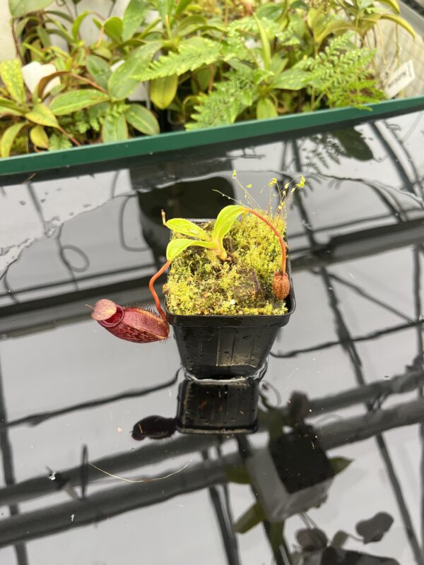 Wide Angle of Nepenthes densiflora x aristolochioides | Borneo Exotics | BE-4076 | 20675