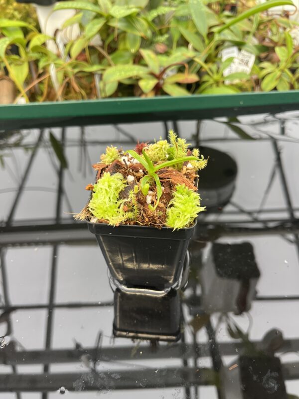 Wide Angle of Nepenthes diabolica | Florae Collaborative | FC-071.IC | 20549