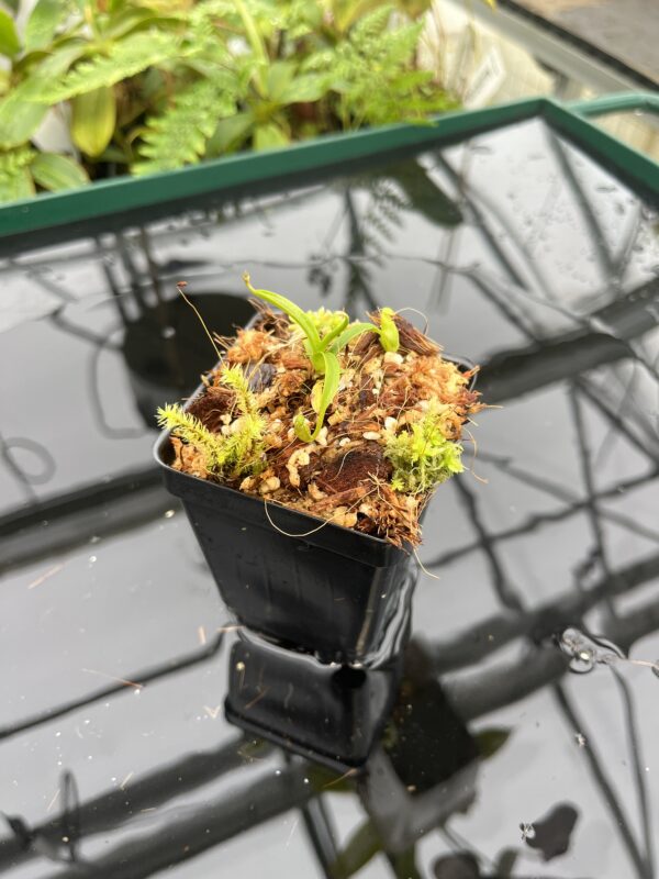 Wide Angle of Nepenthes diabolica | Florae Collaborative | FC-071.IC | 20701