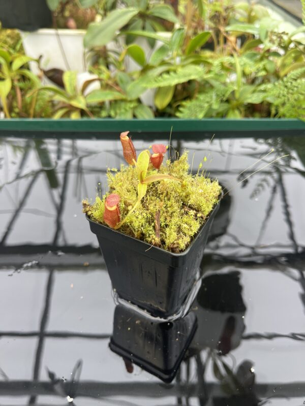Wide Angle of Nepenthes diatas | Borneo Exotics | BE-3861 | 20669