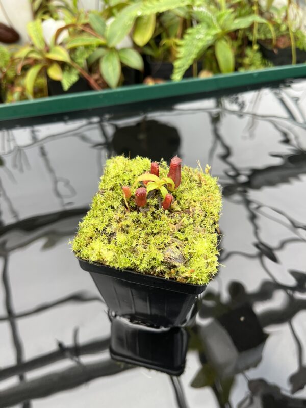 Wide Angle of Nepenthes diatas x villosa | JH | Florae | Clone 2 | Florae Collaborative | FC-391.02 | 20598