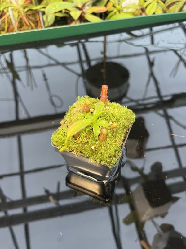 Wide Angle of Nepenthes diatas x villosa | JH | Florae | Clone 4 | Florae Collaborative | FC-391.04 | 20447