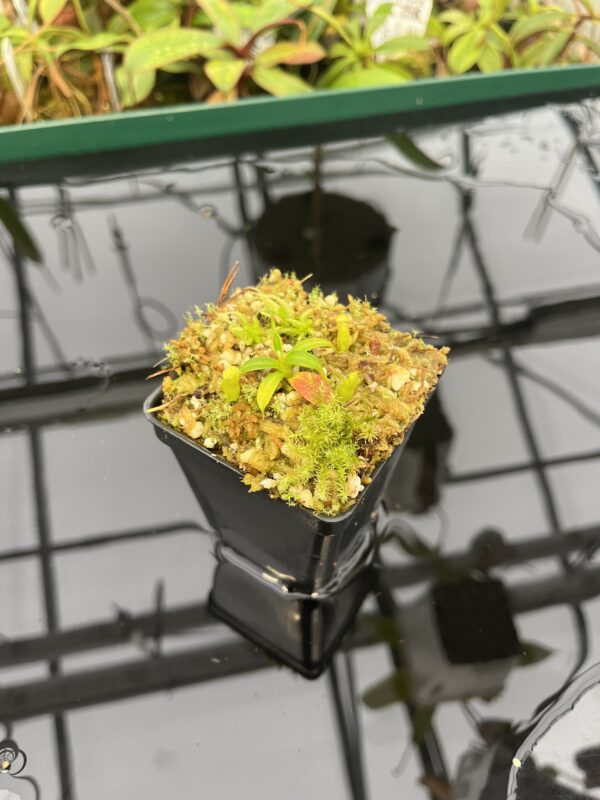 Wide Angle of Nepenthes edwardsiana | Florae | Clone 5 | Florae Collaborative | FC-373.05 | 20563