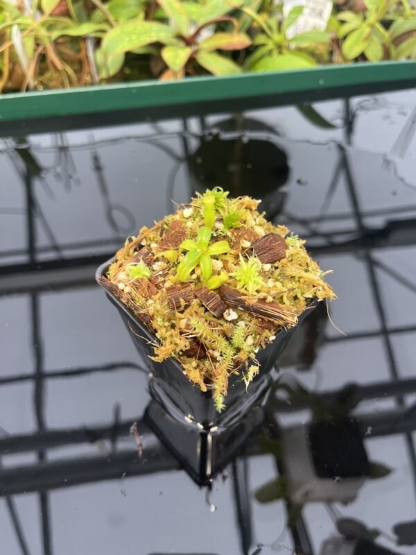 Wide Angle of Nepenthes edwardsiana | Florae | Clone 6 | Florae Collaborative | FC-373.06 | 20562