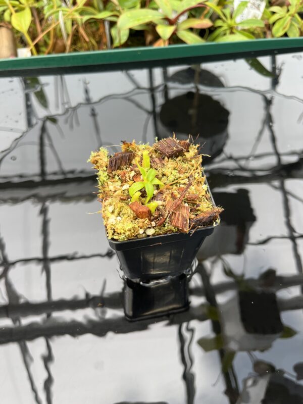 Wide Angle of Nepenthes edwardsiana | Florae | Clone 6 | Florae Collaborative | FC-373.06 | 20594