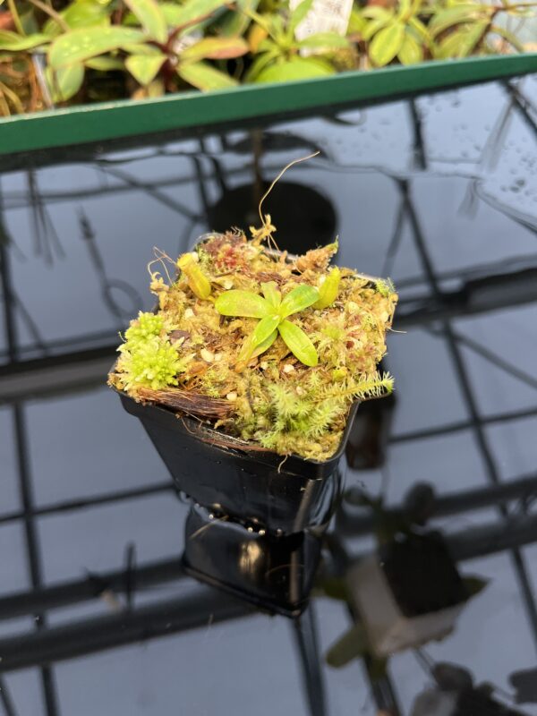 Wide Angle of Nepenthes edwardsiana | Florae | Clone 7 | Florae Collaborative | FC-373.07 | 20442