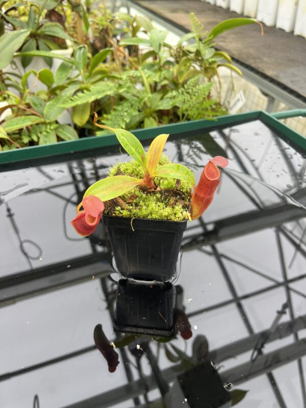 Wide Angle of Nepenthes edwardsiana x dubia | individual seedling (ISC) | Andreas Wistuba | AW-Nx_edXdub.1 | 20686