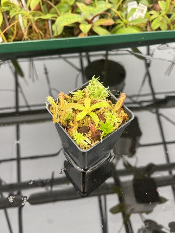 Wide Angle of Nepenthes ephippiata Hose Mountains | JH | Florae Collaborative | FC-45.07 | 20553