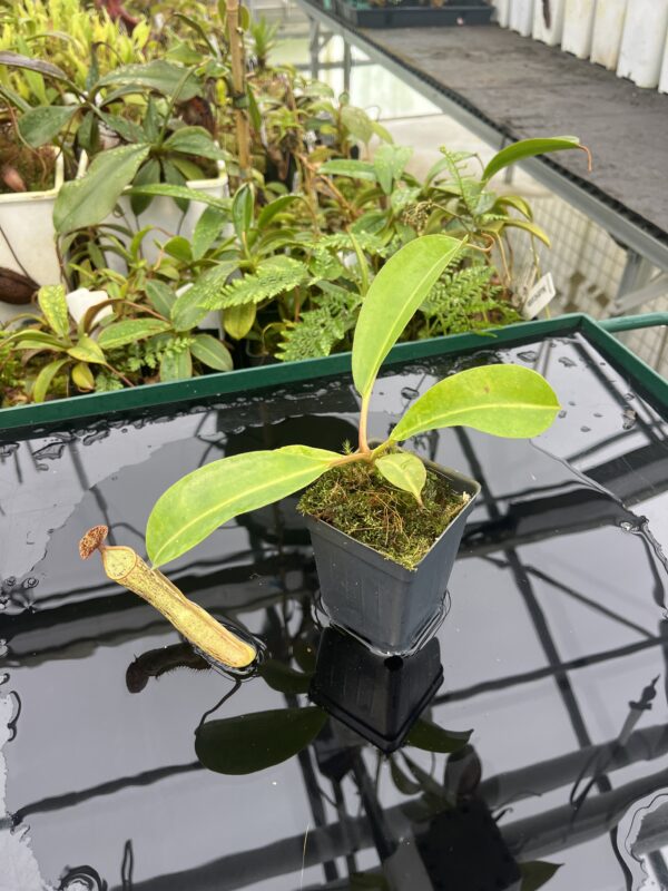 Wide Angle of Nepenthes epiphytica x boschiana | Andreas Wistuba | AW-ISC | 20627