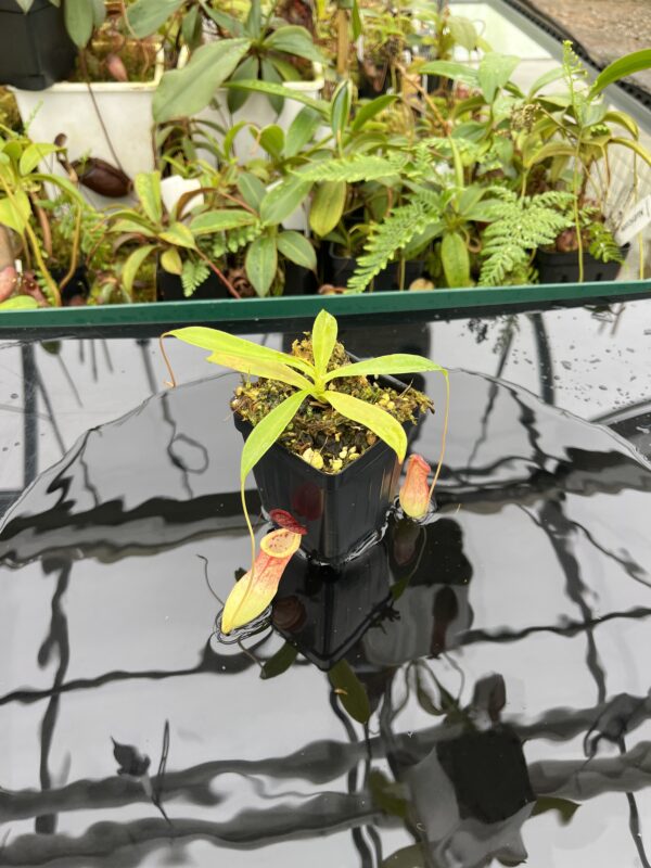 Wide Angle of Nepenthes eustachya x tenuis | Borneo Exotics | BE-3971 | 20640