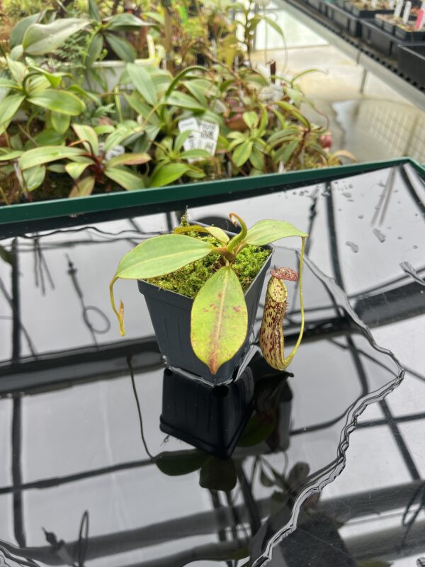 Wide Angle of Nepenthes faizaliana | Malesiana Tropicals | MT-53 | 20369