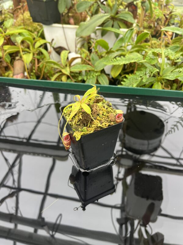 Wide Angle of Nepenthes flava | Borneo Exotics | BE-3652 | 20664