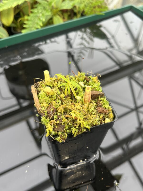 Wide Angle of Nepenthes glabrata {seedgrown, Tonusu Tentena, Central Sulawesi, Indonesia} | Best Carnivorous Plants | BCP-2199 | 20691