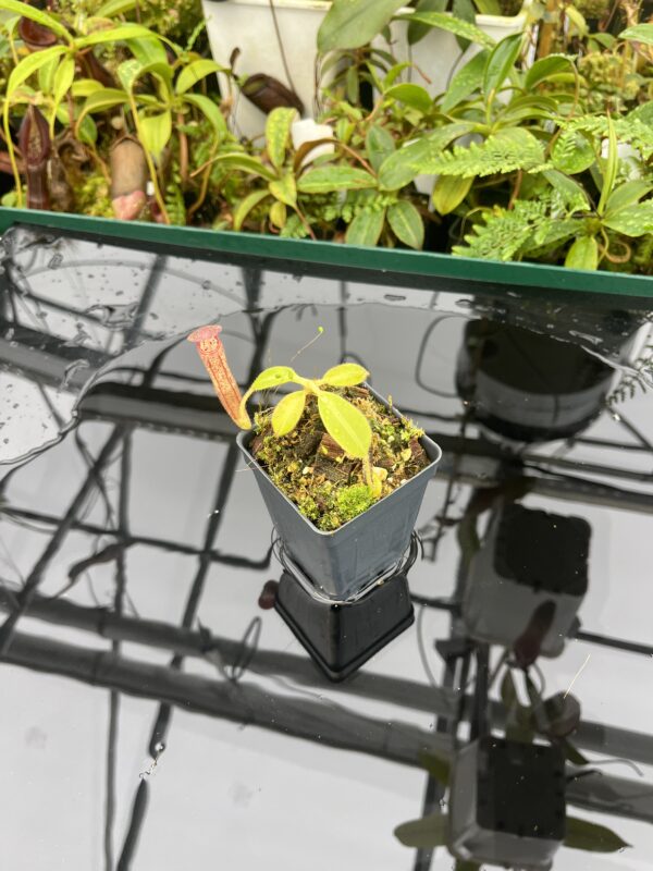 Wide Angle of Nepenthes glandulifera | Borneo Exotics | BE-3766 | 20665