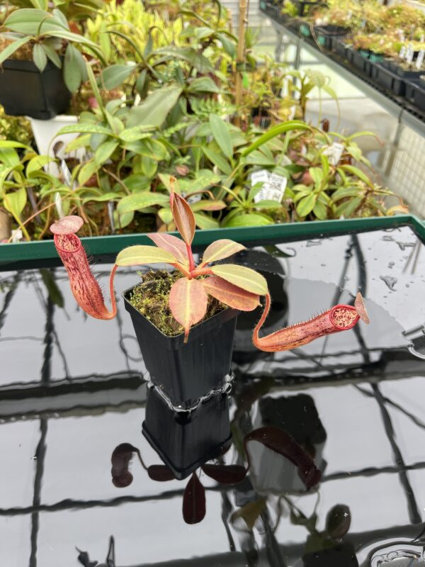 Wide Angle of Nepenthes glandulifera x peltata | Borneo Exotics | BE-4560 | 20523
