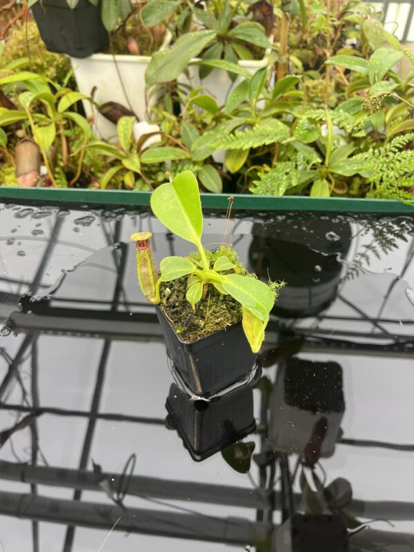 Wide Angle of Nepenthes glandulifera x robcantleyi | Florae Collaborative | FC-253 | 20628