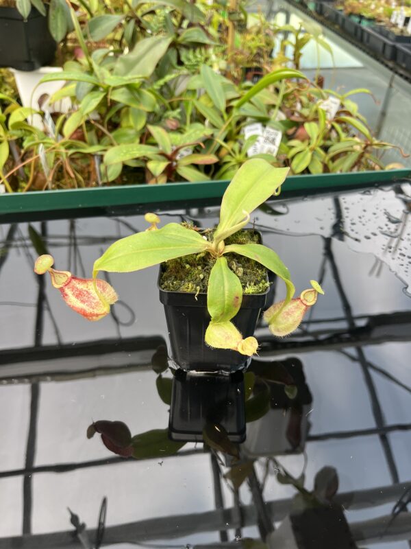 Wide Angle of Nepenthes (globosa x ampullaria) 'Super Squat' x rafflesiana 'Winged' | Manny Herrera | 20478