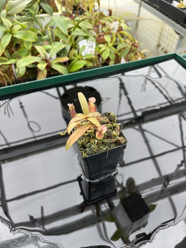 Wide Angle of Nepenthes gracilis | Borneo Exotics | BE-4060 | 20378