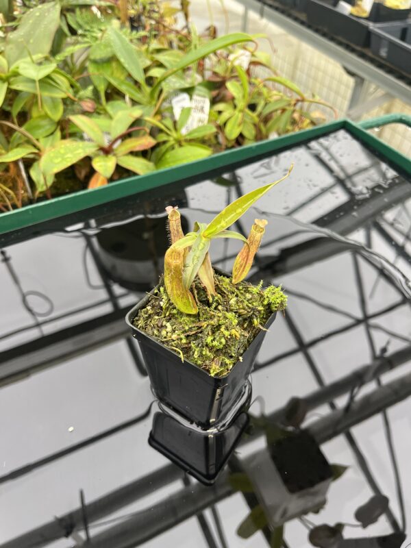 Wide Angle of Nepenthes gracilis | Borneo Exotics | BE-4060 | 20570