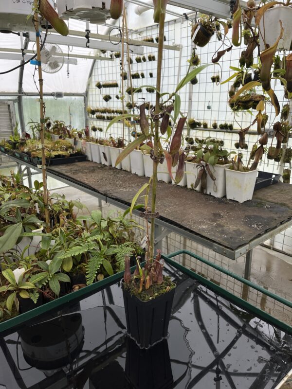 Wide Angle of Nepenthes gracilis | Borneo Exotics | BE-4611 | 20724