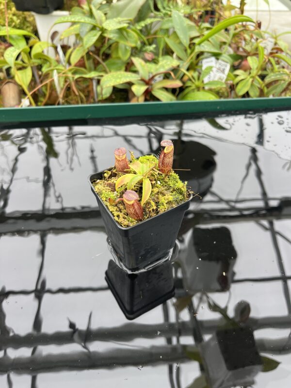 Wide Angle of Nepenthes gymnamphora | Borneo Exotics | BE-3078 | 20509