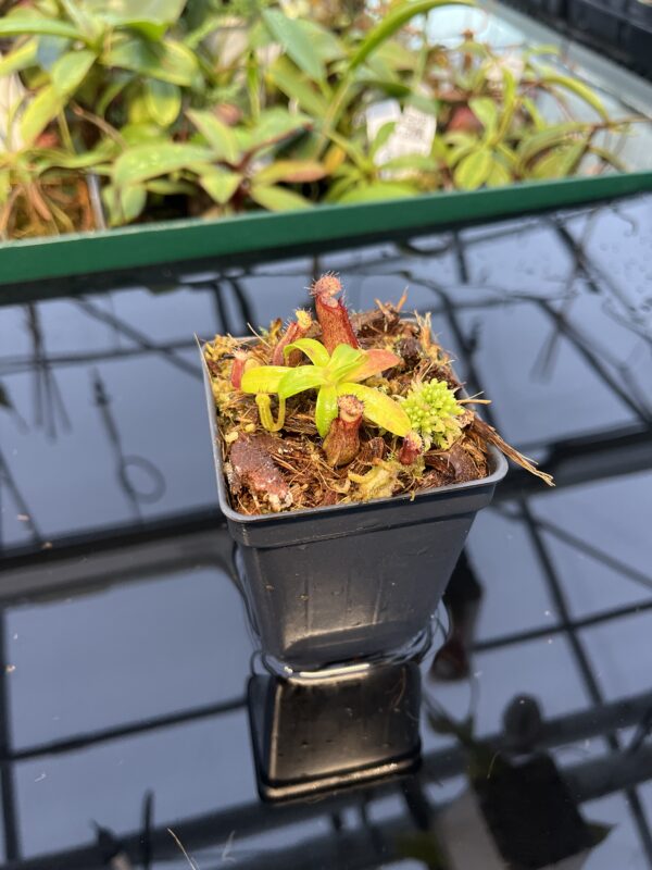 Wide Angle of Nepenthes hamata (katopasa) x edwardsiana| Clone 4 | Florae Collaborative | FC-266.04 | 20444