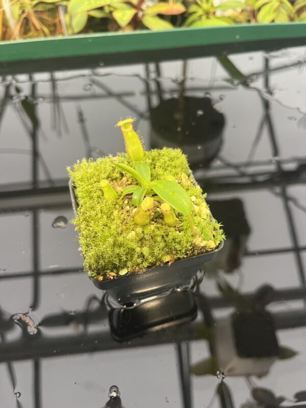 Wide Angle of Nepenthes hamata (katopasa) x edwardsiana| Clone 4 | Florae Collaborative | FC-266.04 | 20568