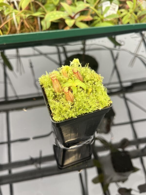 Wide Angle of Nepenthes hamata (katopasa) x edwardsiana| Clone 4 | Florae Collaborative | FC-266.04 | 20573